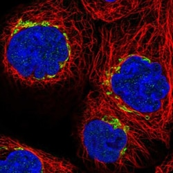 anti-KIBRA, Polyclonal, Novus Biologicals 0.1mL; Unlabeled:Antibodies,